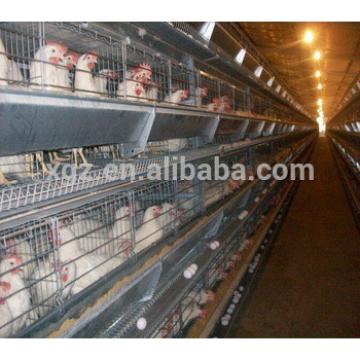 design High quality layer Automatic machine and cage breeds of broiler chickens