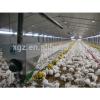 broiler chicken house with full equipment
