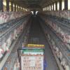 High Quality Automatic China Industrial Chicken Coop Hen House