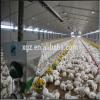 Steel structure farm broiler poultry house shed