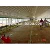 Poultry Broiler House/design Floor-saving Layer Chicken Shed For Algeria Hen Farm