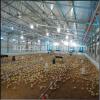 design layer poultry country chicken farms shed