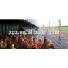 New Style Low Cost Free range Chicken Shed