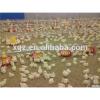 Professional chicken house/farm equipment for chicken breeding #1 small image