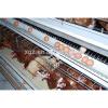 prefab automatic low cost laying hens house