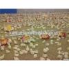 broiler equipment chicks for sale #1 small image