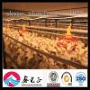 design automatic poultry farming equipment for broiler breeder chicken