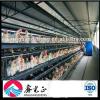 Controlled Chicken Poultry Shed Design