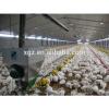 Prefabricated steel shed industrial chicken house #1 small image