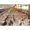 Morden design Steel Prefab Chicken House in Poultry Farm