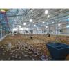 high quality design Steel Structure poultry shed construction #1 small image