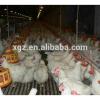 Prefeabricated Steel Structure Chicken Poultry House #1 small image
