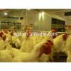 cheap advanced automatic building poultry house for 10000 chickens