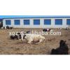 low cost advanced automated equipment dairy farm steel structure shed for milk cow