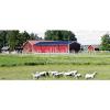 steel structure sheep stable farming #1 small image