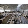 Safe without infection Use and Steel Material prefabricated cowshed building #1 small image