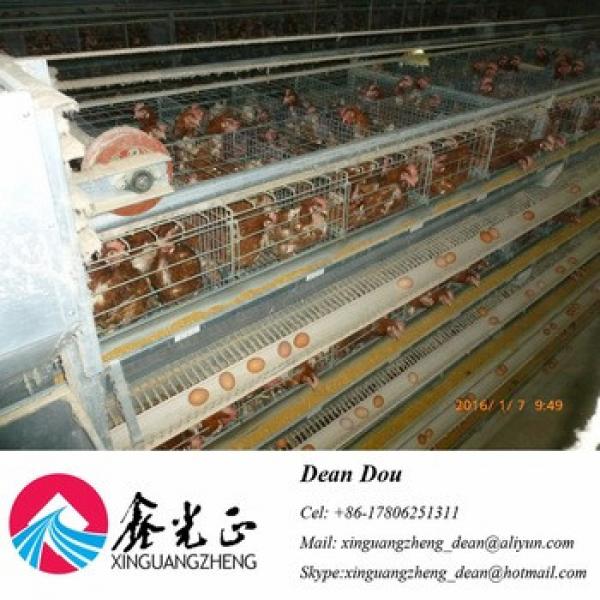 Auto Device Professional Steel Structure Poultry Farm Chicken House Manufacturer #1 image